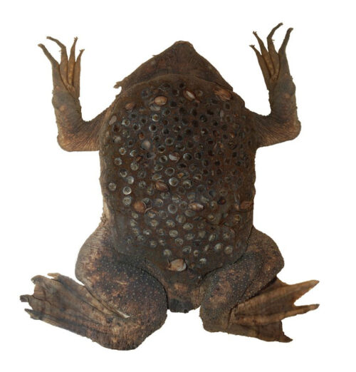 背中に大量の卵を埋め込まれたメスのピパピパの写真。