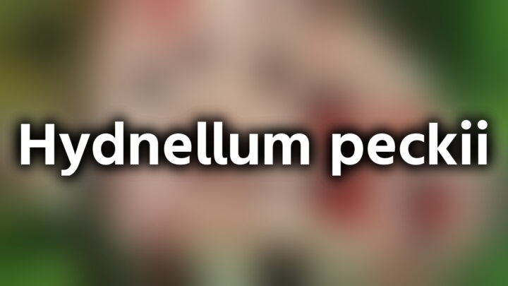 「Hydnellum peckii」という影付きの白文字が、ぼかされたキノコの写真の上に書かれているアイキャッチ。